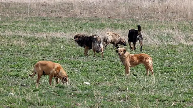 Başkentliler başıboş köpek sorununa çözüm bulunmasını istiyor
