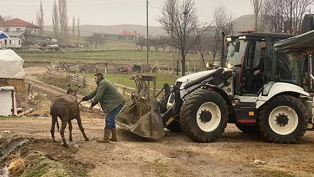 Bataklığa saplanan eşek kepçeyle kurtarıldı
