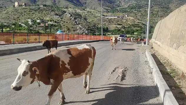 Batman'ın başıboş inekleri sürücülere zor anlar yaşatıyor
