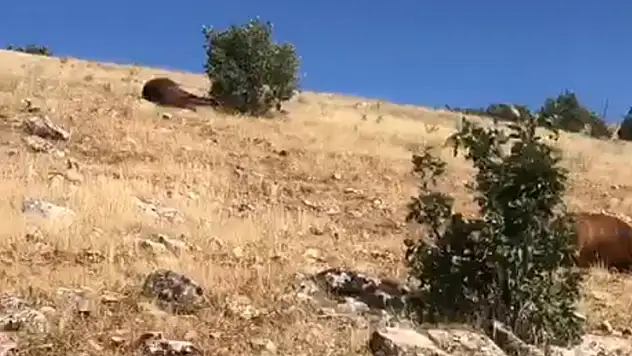 Batman'da silahla vurulmuş halde 7 yılkı atı bulundu