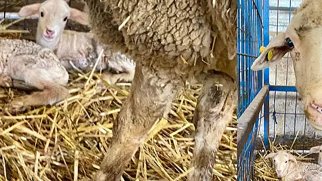 BAÜN'ün Kuzuları Dünyaya Gözlerini Açmaya Başladı