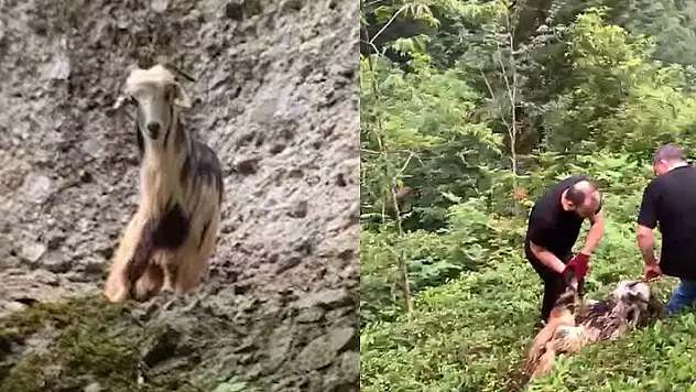 Bayramın ilk günü kaçan keçi 3. günün sonunda bulundu
