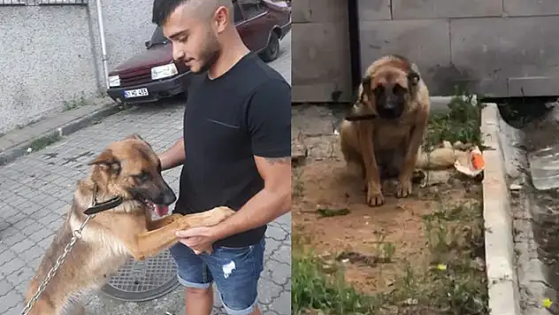 Bekçiyi ısırınca gözaltına alınmıştı! Barınakta tutulan köpek, 'saldırgan değil' raporuyla özgürlüğüne kavuştu

