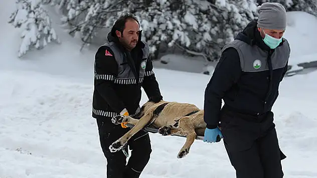 Belediye ekipleri bu kez sokak hayvanları için harekete geçti