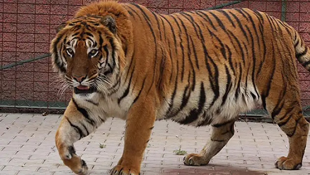 Bengal kaplanları ilgi odağı