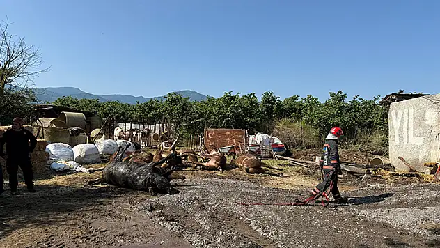Besi çiftliğinde çıkan yangında 16 büyükbaş öldü
