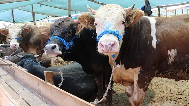 Besicilerden 'kurbanlıkların yaşına, aşılarına dikkat edin' uyarısı
