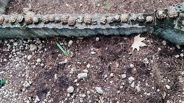 Betona dizili 23 kaplumbağa ölüsü bulundu