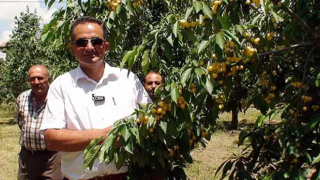 Beyaz Kiraz Üreticisi Düşük Fiyattan Rahatsız