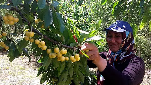 Beyaz kirazda rekolte beklentiyi aştı