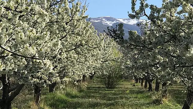 Beyaz kirazın başkenti Ereğli'de kiraz bahçeleri gelinliğini giydi
