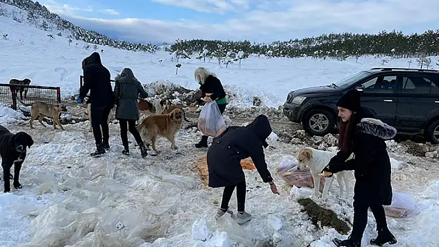 Beyaz örtüyle kaplanan Konya'da sokak hayvanları unutulmadı

