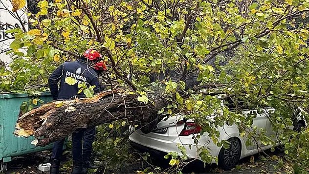Beyoğlu'nda park halindeki aracın üzerine ağaç devrildi