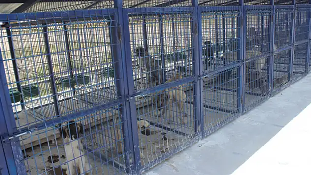 Beyşehir Belediyesi, 'hayvan barınağında köpeklere kötü muamele edildiği' iddialarını yalanladı
