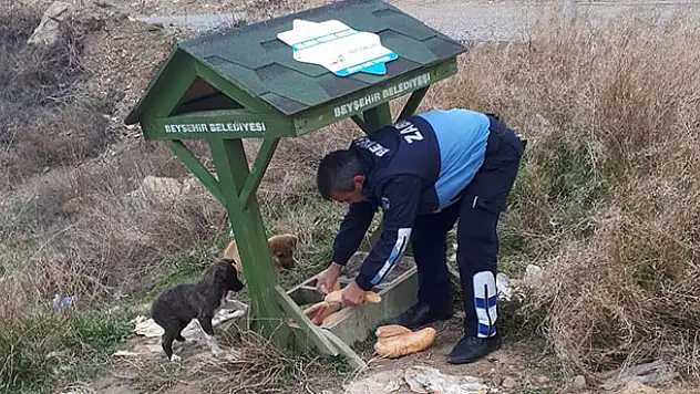 Beyşehir Belediyesi'nden sokak hayvanlarına yiyecek desteği