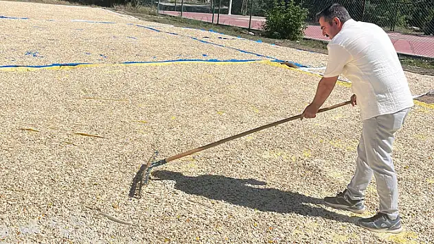 Beyşehir çerezlik kabak çekirdeği üretiminin merkezi haline geldi
