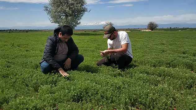 Beyşehir'de arpa yaprak yanıklığı hastalığı tespit edildi
