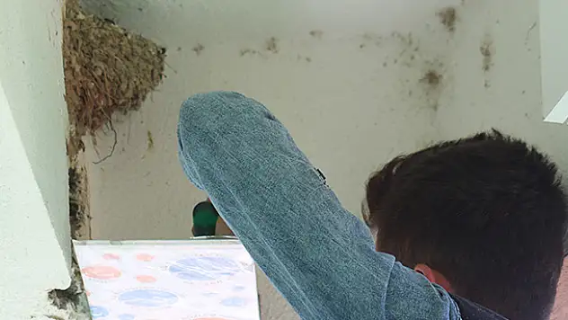 Beyşehir'de artık kırlangıçların yuvası bozulmayacak
