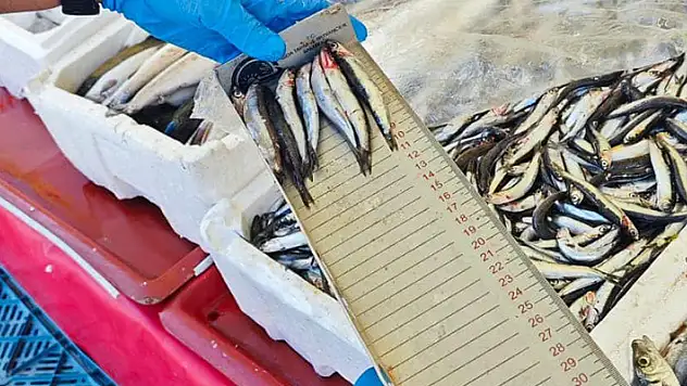 Beyşehir'de balıkların perakende satış noktaları denetlendi