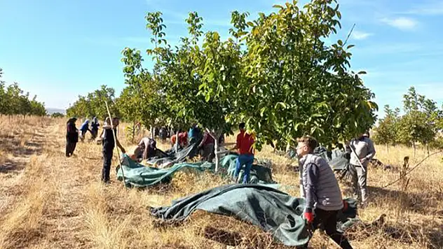 Beyşehir'de ceviz ve ayva bahçeleri incelendi