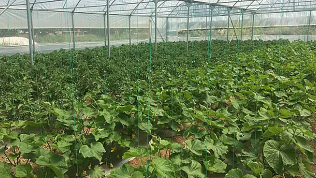 Beyşehir'de çiftçilere sera desteği imkanı