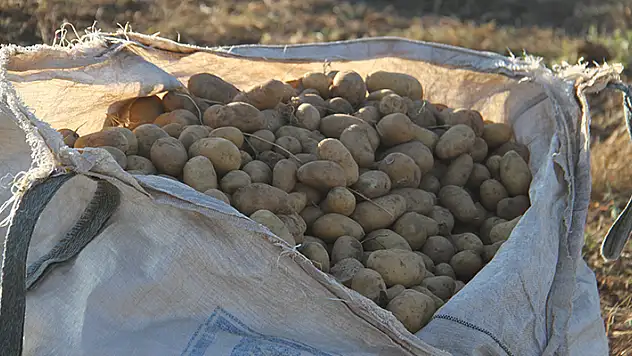 Beyşehir'de cipslik patates hasadı başladı
