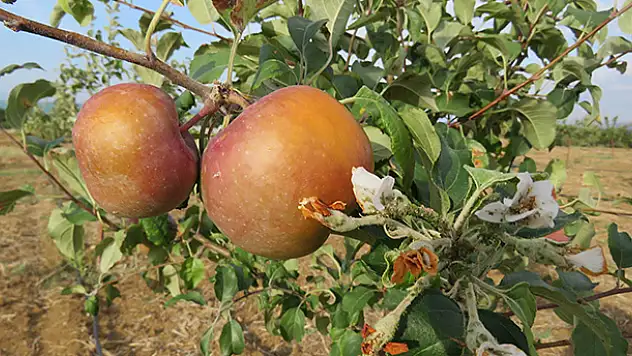 Beyşehir'de Dalında Elma Olan Ağaçlar Çiçek Açtı