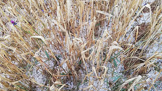 Beyşehir'de dolu ekili alanlara zarar verdi