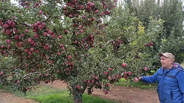 Beyşehir'de elma hasadı sürüyor
