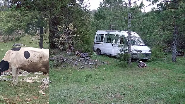 Beyşehir'de hayvan hırsızlığı