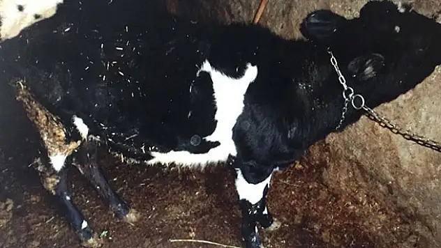 Beyşehir'de hayvan hırsızlığı iddiasıyla 3 kişi tutuklandı