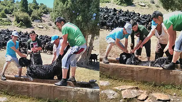 Beyşehir'de keçi sürülerinin banyo keyfi