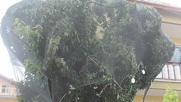 Beyşehir'de Kirazlara Fileli Koruma