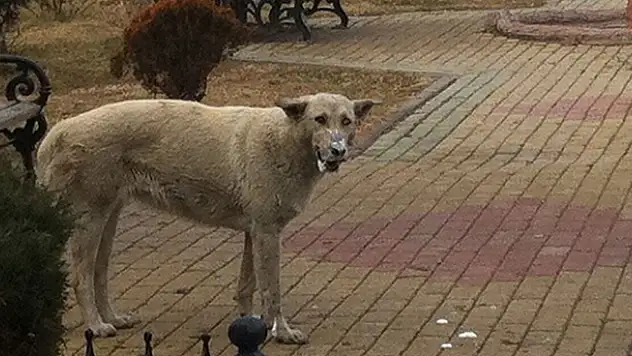 Beyşehir'de kuduz şüphesi