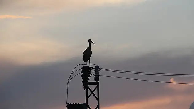 Beyşehir'de leylekler gün batımında güzel görüntüler oluşturdu