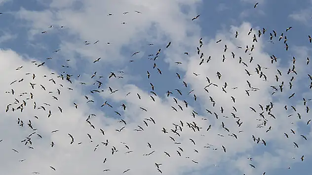 Beyşehir'de leyleklerin toplu göçü
