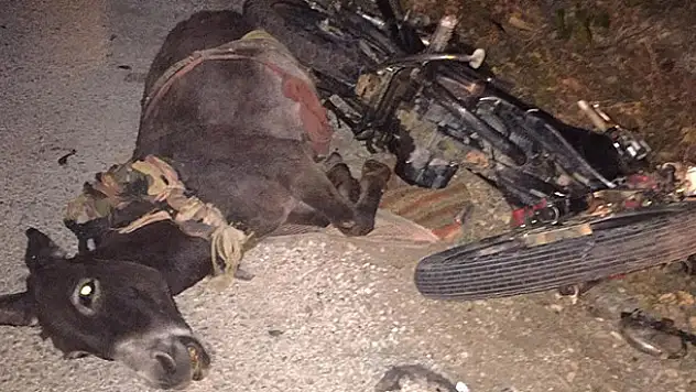Beyşehir'de motosiklet eşeğe çarptı: 1 yaralı