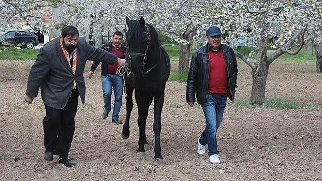 Beyşehir'de Rahvan Atları Kapalı Mekanlarından Çıktı