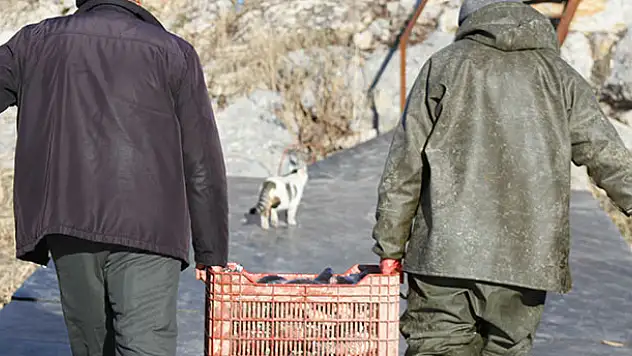 Beyşehir'de sokak kedileri balıkçıların dönüş yolunu bekliyor