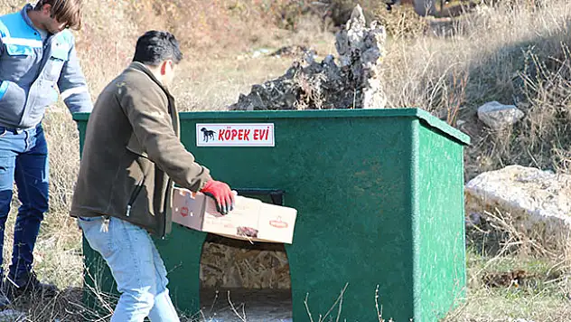Beyşehir'de sokak köpeklerine evler yapıldı