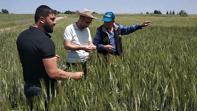 Beyşehir'de yağışlar sonrası ekili alanlarda bitki gelişimleri incelendi
