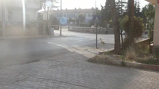 Beyşehir'de yaralı leylek koruma altına alındı

