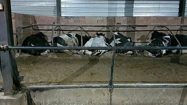 Beyşehir'de yılan sokmaları tedirgin etti