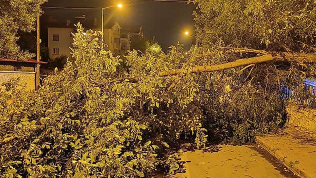 Beyşehir'de yola ağaç devrildi