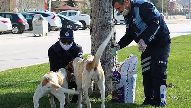 Beyşehir'de zabıtadan sokak hayvanlarına yiyecek desteği