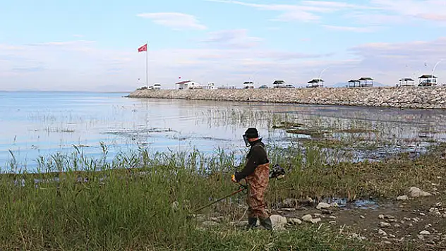 Beyşehir Gölü kıyılarındaki sazlar kesiliyor