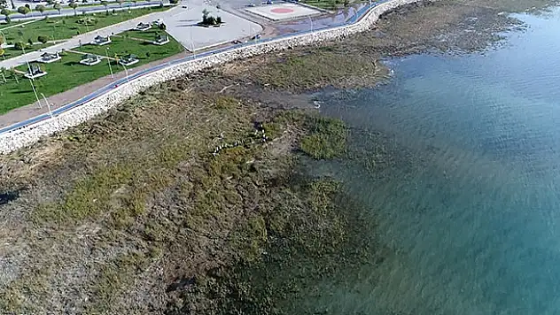 Beyşehir Gölü kıyısındaki istenmeyen sucul bitkiler kesiliyor