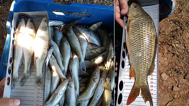Beyşehir Gölü'nde boy limiti altında avlanmaya 10 bin lira ceza