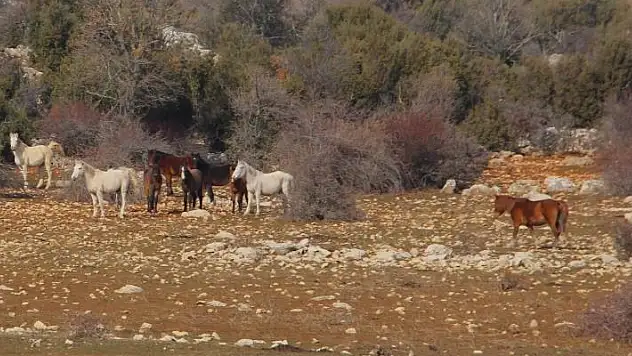 Beyşehir Gölü'nde yabani atların yaşam sürdüğü ada ilgi odağı oldu