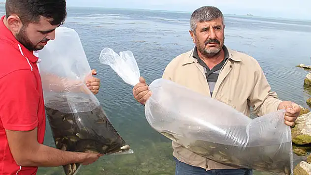 Beyşehir Gölü'ne 500 bin yavru sazan takviyesi